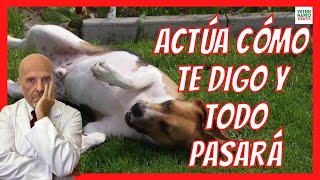 🚨 ¿QUÉ HACER SI MI PERRO TIENE CONVULSIONES Y BABEA 🚨 EPILEPSIA EN PERROS [upl. by Ididn]