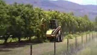 Mango Trees Pruning Australia [upl. by Felipe]