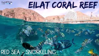 EILAT ISRAEL  SNORKELING IN THE RED SEA  GOPRO [upl. by Booze999]