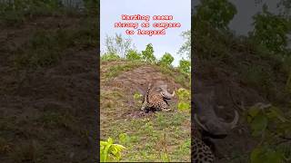 Wildlife  Wild Boar 🐗 Vs Leopard 🐆 wildlife leopard animals [upl. by Namad]