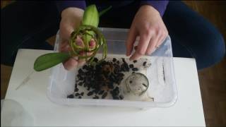 Tutoriel  rempotage dune orchidée Phalaenopsis Botanique [upl. by Enomes]