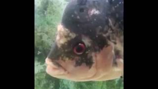 TRATANDO FLOWERHORN COM BNC COM METRONIDAZOL [upl. by Nwahsel]