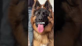 5 Reasons You NEED a German Shepherd in Your Life 🐾dog shorts pets doglover [upl. by Ecneitap]