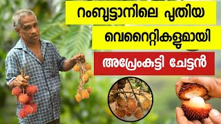 Rambuttan New Varieties  റംബൂട്ടാനിലെ പുതിയ വെറൈറ്റികൾ  Cochin Garden [upl. by Teemus115]