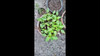 Grow Chilli🌶️ plant seeds shorts [upl. by Sollie]