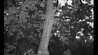 Three barbastelle bats emerge from a crack in a tree [upl. by Mw604]