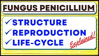 Penicillium Chrysogenum Fungus  Reproduction  Biological Classification Kingdom Fungi  Life Cycle [upl. by Loomis]