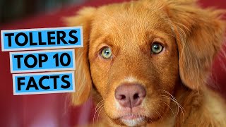 Nova Scotia Duck Tolling Retriever  TOP 10 Interesting Facts [upl. by Ntsyrk486]