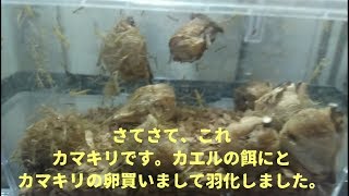 オオカマキリ100匹の赤ちゃん アマガエル達に食べさせた。 [upl. by Nebuer]