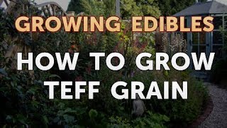 How to Grow Teff Grain [upl. by Rhoades]