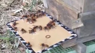 Giant Asian hornet vs Sticky paper sticky situation [upl. by Nawaj]