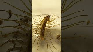 Predator House Centipede Eats Small Fruit Moth 18August2022 [upl. by Nirre]