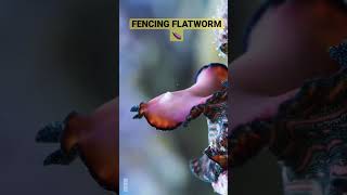 Ancient DEADLY Flatworm found in Tidepools [upl. by Ytissahc]