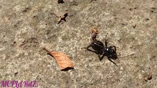 Nature 💖🙏🏻💖 Tailless whip scorpion 🦂 [upl. by Wessling]