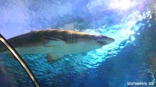 HD Upclose Shark Encounter  Shark Tunnel  SeaWorld Parks  San Diego Orlando [upl. by Selassie]