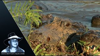 Alligator Eats Rats 01 Footage [upl. by Hoebart]