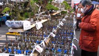 Kokufu Market 2012 Part 3 Bonsai JapanTenerife Canarias España By Jose Acuña [upl. by Sudnor156]