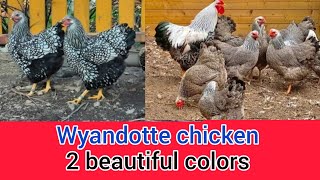 Wyandotte chicken 2 beautiful colors  wyandotte chicken breed  silver laced wyandotte  wyandotte [upl. by Rina]