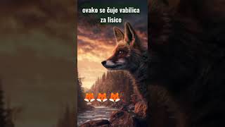 OVAKO SE ČUJE VABILICA ZA LISICE 🦊 [upl. by Ahsurej]