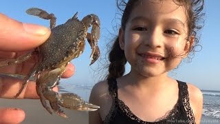 UNA JAIBA EN LA PLAYA  A CRAB ON THE BEACH  Cangrejo [upl. by Mersey]