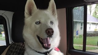 Siberian Husky Facts  What to Expect Owning a Siberian Husky [upl. by Akoyn]