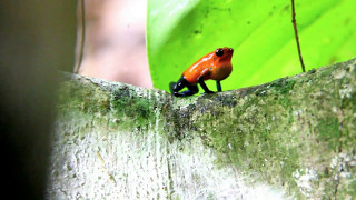 male blue jeans frog calling [upl. by Assirral]