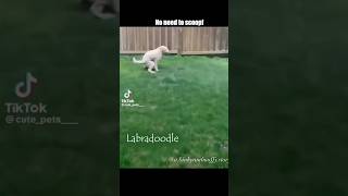 Hilarious Dogs 🐕 Attitudes amp Personalities That will Keep you Cracking up amp Breeds [upl. by Rosdniw]