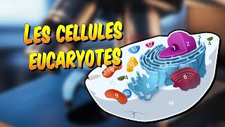 Biologie  Les cellules eucaryotes [upl. by Evangelist]