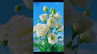 Beautiful Lisianthus Flower shortvideo gardening flowers trending [upl. by Eniahpets806]