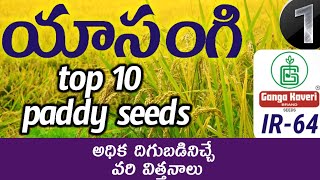 ganga kaveri paddy seeds variety IR 64  best paddy seeds in Telugu [upl. by Rechaba]