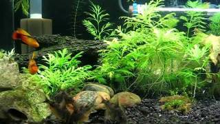 Feeding fish  Peppered Corydoras catfish Platy Dwarf Gourami [upl. by Nanyk846]