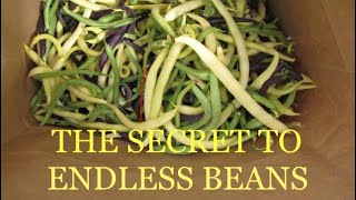 The secret to ENDLESS BUSH BEANS [upl. by Akiem571]