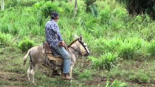 MONTADO EM UMA JUMENTA  JARU  RONDÔNIA [upl. by Benetta]