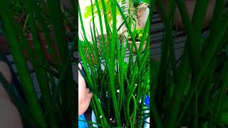 Sansevieria easy for beginners Succulent plant succulents plants cactus propagation tips [upl. by Peggy]