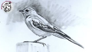 Aprende Como Dibujar un Pajaro Realista a Lapiz muy Facil y Paso a Paso [upl. by Nylarad]