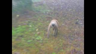 Yellow Throated Marten attacking Langur  Langur trying to walk away but fails  Rarest Scenes [upl. by Siramad]