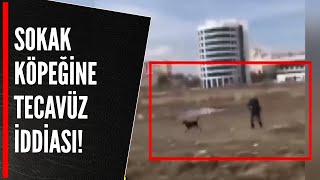 SOKAK KÖPEĞİNE TECAVÜZ İDDİASI [upl. by Hylton]