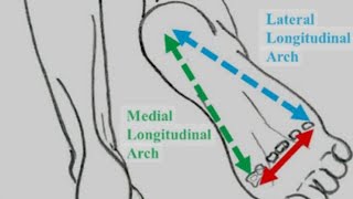 Plantar Arches [upl. by Aicercal]