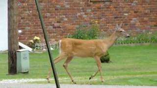 Deer walking in yard [upl. by Alyekahs132]