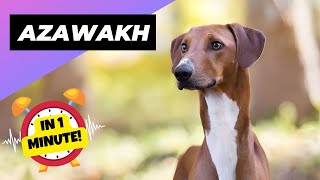 Azawakh  In 1 Minute 🐶 One Of The Rarest Dog Breeds In The World  1 Minute Animals [upl. by Alehcim114]