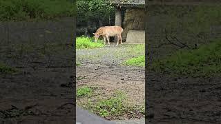 蒙古野馬Przewalskis HorseTaipei Zoo [upl. by Naellij]