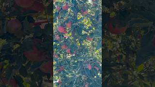 Apple Garden Kelowna British Columbia Canada shorts shortvideo apple applegarden kelownabc ￼ [upl. by Ingaborg]