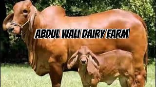 Abdul wali dairy farm  Chota Doctor [upl. by Nohsyt]