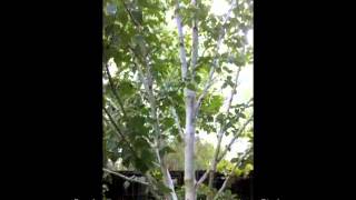 Betula jacquemontii  Whitebarked Himalayan Birch [upl. by Laspisa]