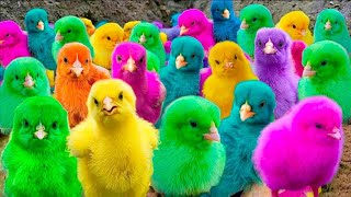 Menangkap ayam lucu ayam warna warni ayam rainbow bebek angsa ikan hias ikan cupang Kelinci [upl. by Grimbald]