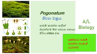 pogonatum life cycleපෝගනාටුම් ජීවන චක්‍රය [upl. by Wellington468]