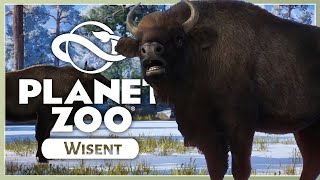 New Wisent  Planet Zoo Eurasia Animal Pack  Species Showcase [upl. by Ahsinyt93]