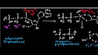 Biochemistry  Adenylate Cyclase Mechanism  Inorganic Pyrophosphatase Mechanism [upl. by Aicinod]