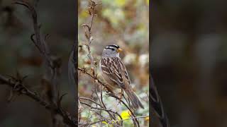 Enjoying the scenery birds nature shortsvideo [upl. by Nos]