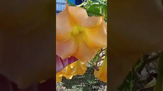 Angel Trumpet Plant Brugmansia Suaveolens flowers plants nature trumpet shorts garden bush [upl. by Ahsieyt]